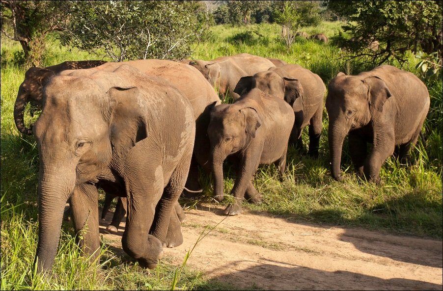http://www.jrrvf.com/fluxbb/img/725/1464677904_la-patrouille_elephants-du-sri-lanka_cedric-fockeu_2015.jpg