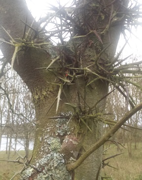 1450717739_mordor_tree.jpg