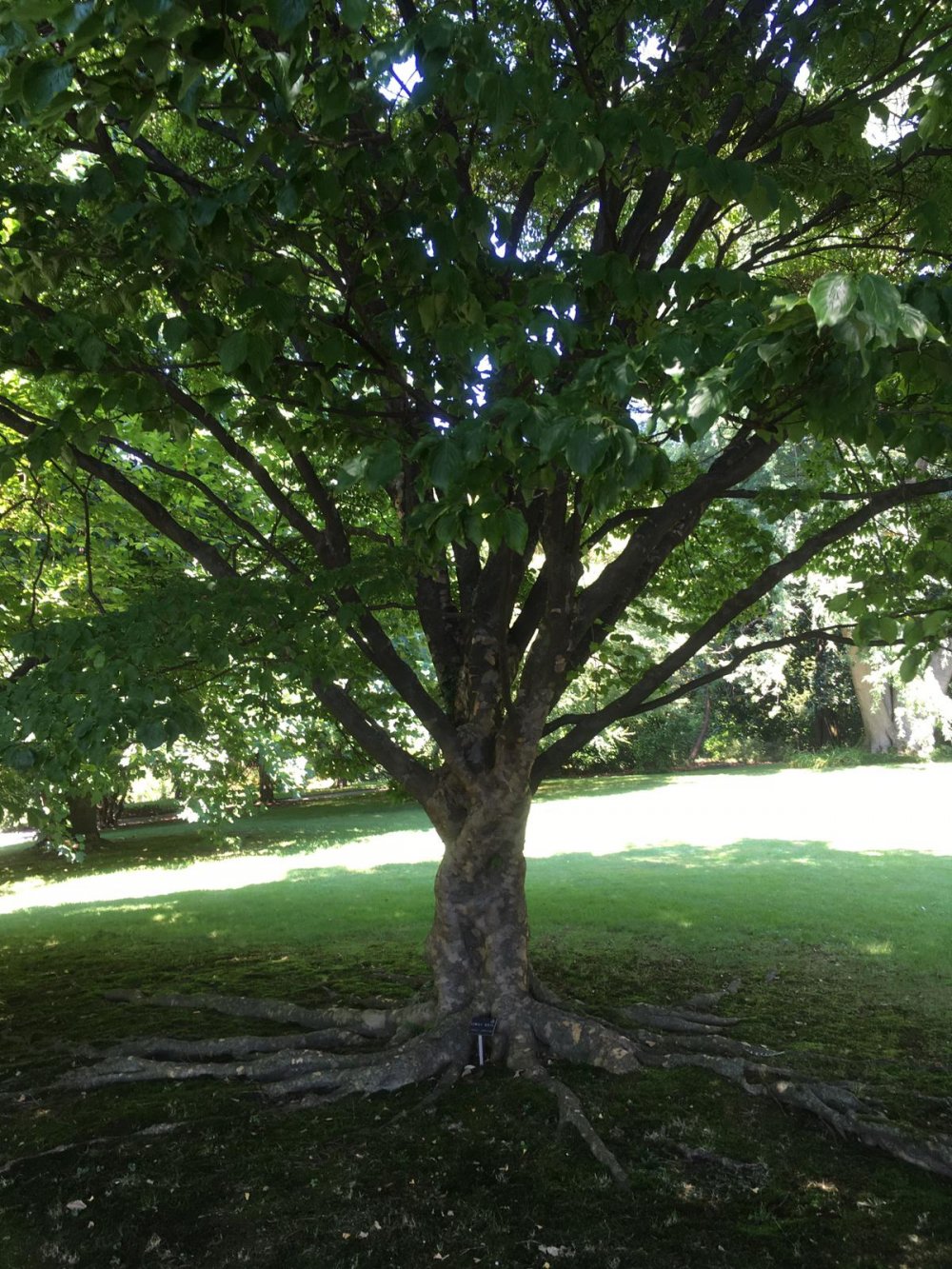 arbre