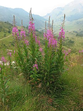 1691572287_epilobium_angustifolium_-_img_2086.jpg