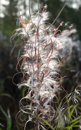 1691572320_61954406-l-epilobe-l-epilobium-ou-l-angustifolium-de-chamerion-se-bouchent-a-la-fin-de-l-ete.jpg