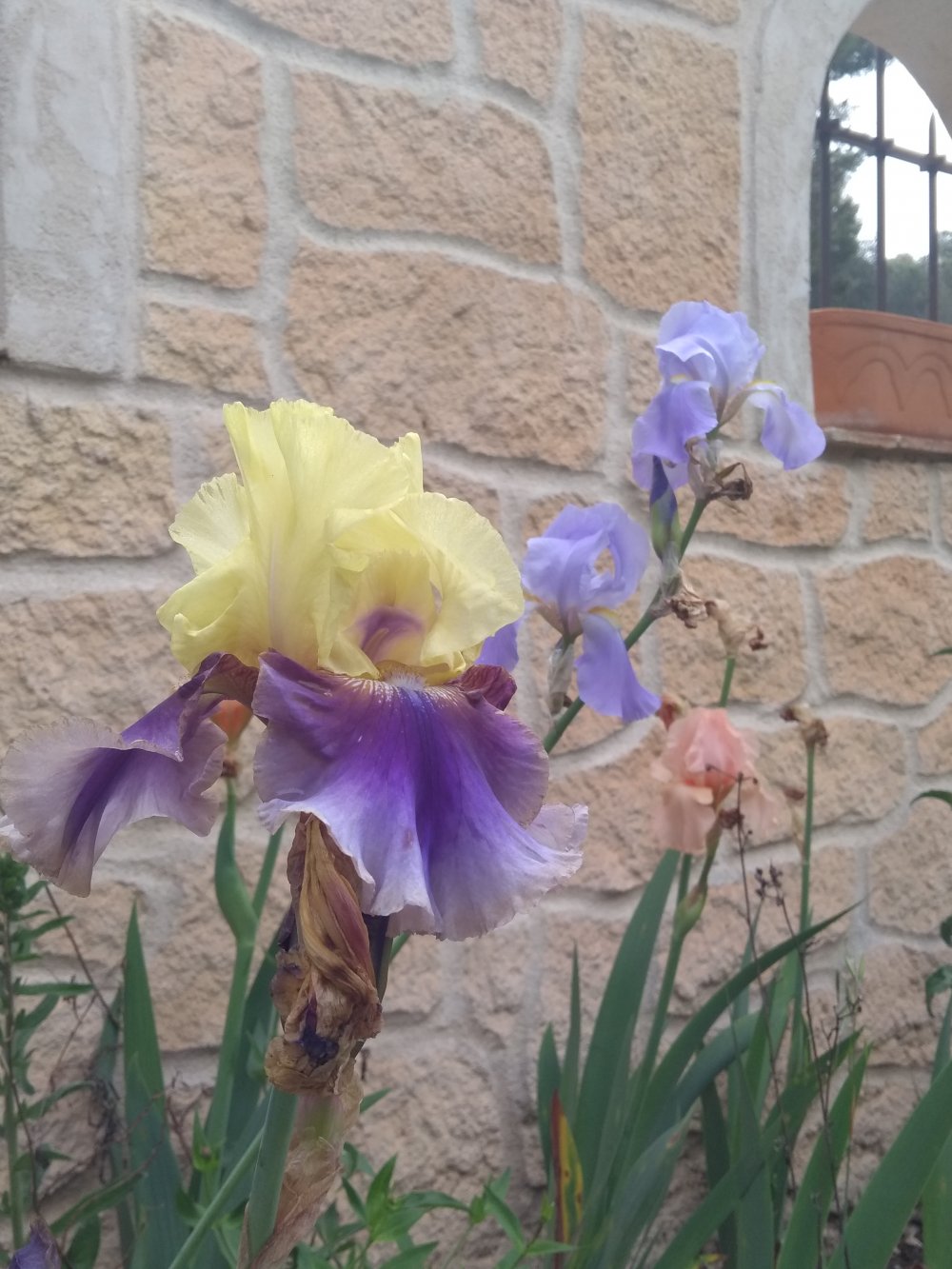 iris au jardin