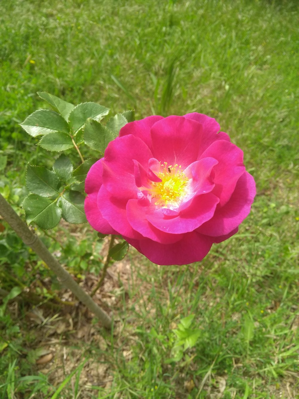 rosier violet