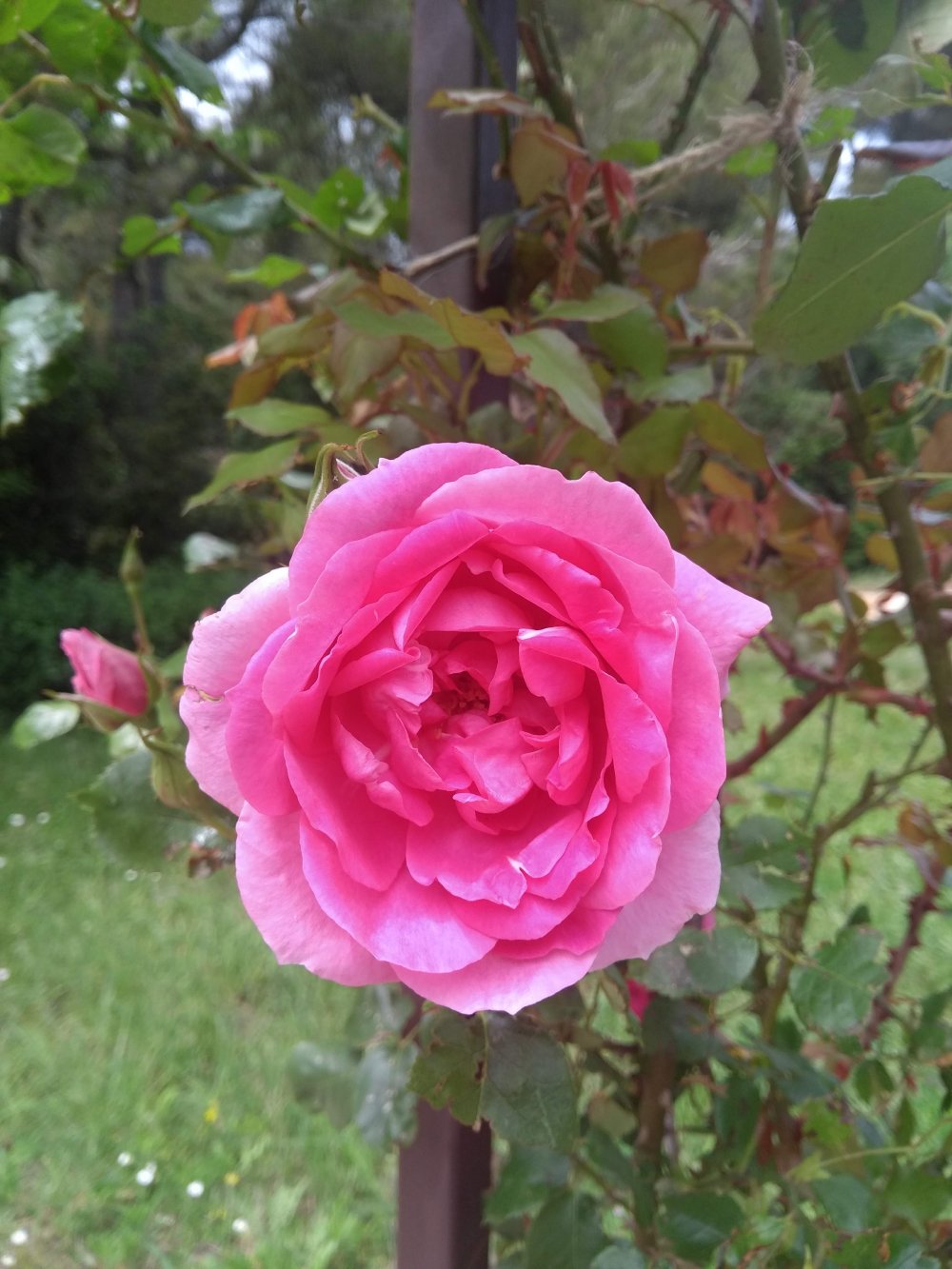 rosier rose