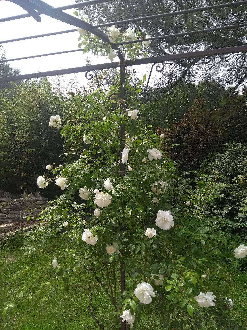 rosier blanc