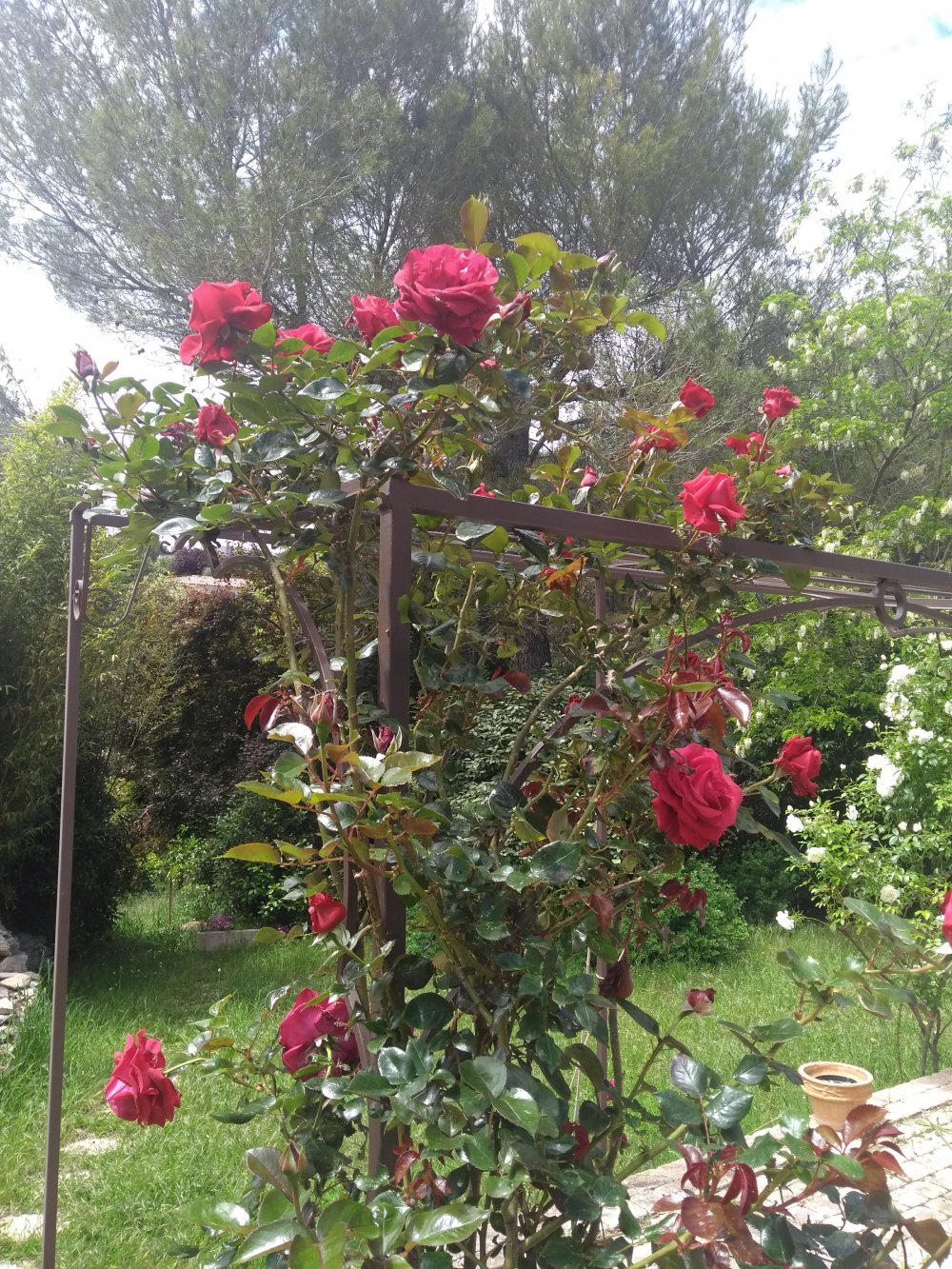 rosier rouge