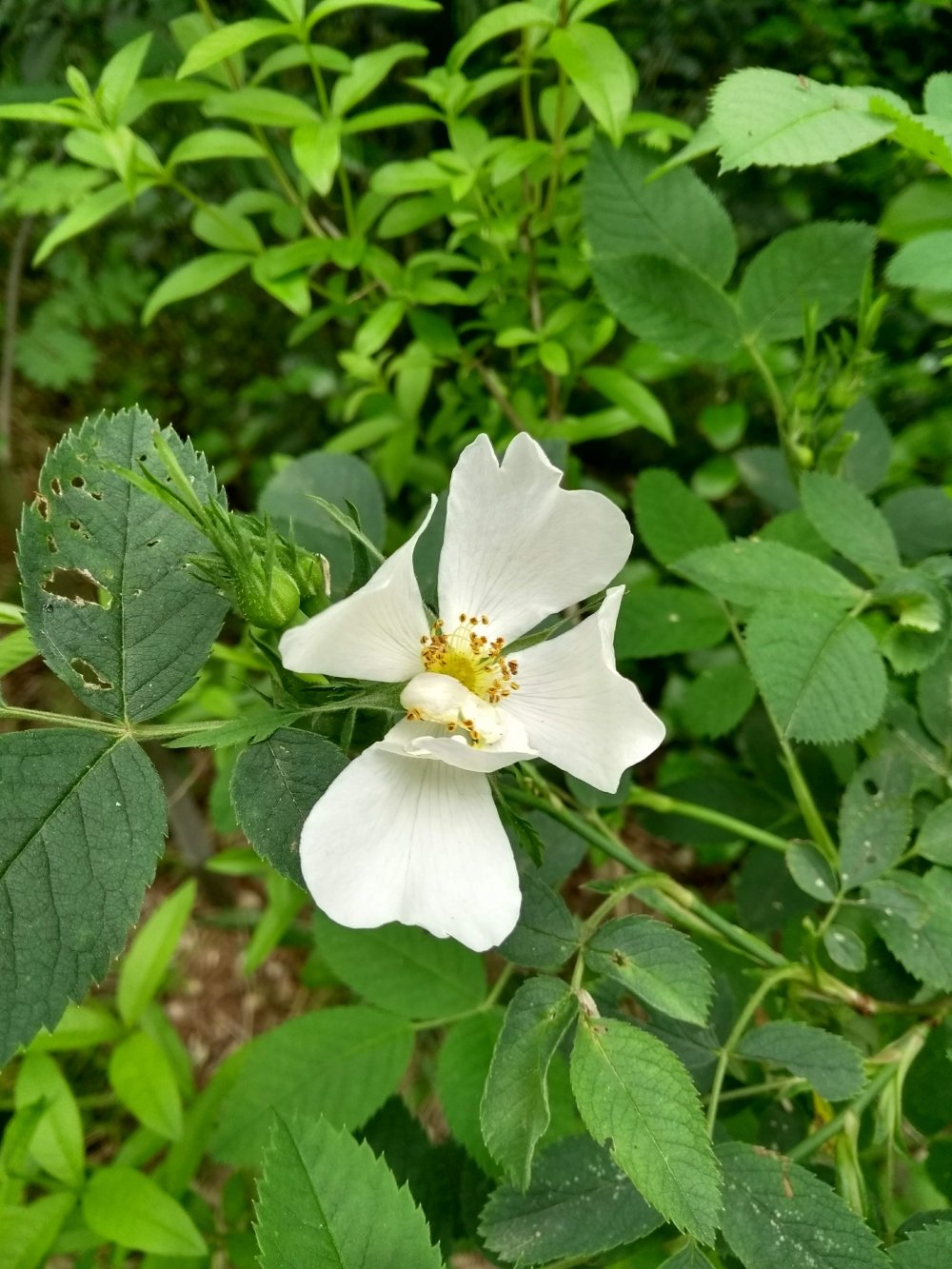 1621781842_rosa_canina.jpg