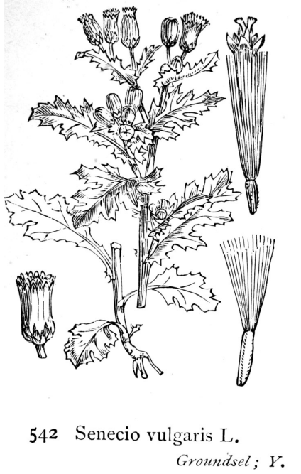 1691859922_senecio_vulgaris.png