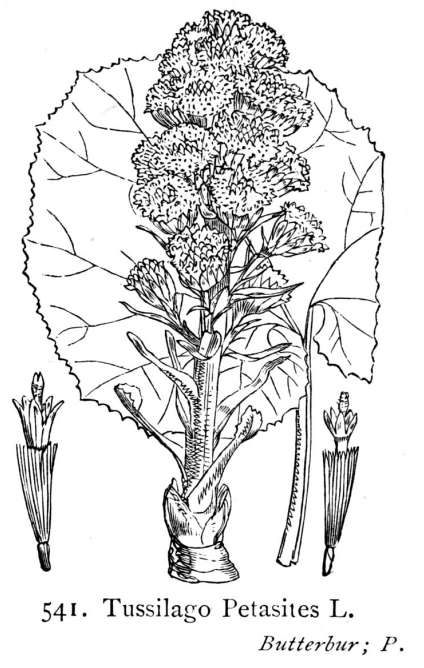 1691860138_butterbur.png