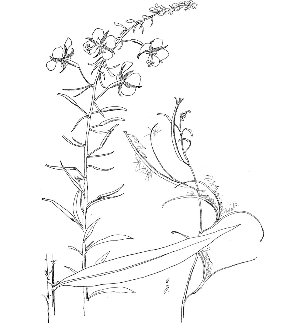 1718399625_epilobium_angustifolium.jpg