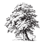 Arbres-petit (3)